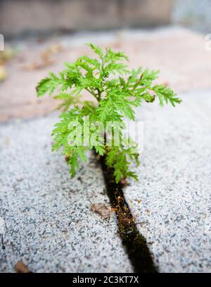 Grüne Pflanze macht seinen Weg durch den Asphalt, positive Lebensstilen Stockfoto