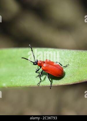 Rote Lilie Käfer Garten Schädling Insekt Lilioceris lilii auf einem Blatt Stockfoto