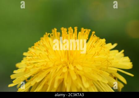 Nahaufnahme einer leuchtend gelben Löwenzahn-Blume auf grünem Hintergrund Stockfoto