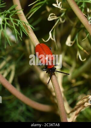 Rote Lilie Käfer Garten Schädling Insekt Lilioceris lilii auf einem Blatt Stockfoto