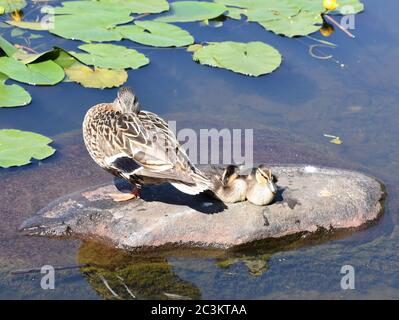 Weibliche Stockente Anas platyrhynchos und ihre Enten schlafen auf einem Stein in einem Teich Stockfoto