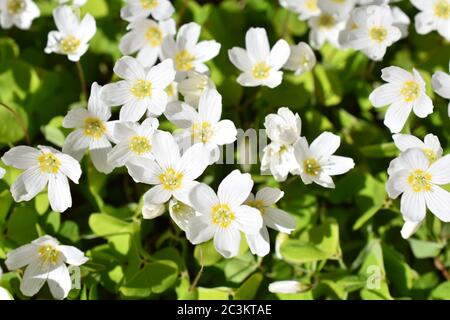 Der gewöhnliche Waldschnupfenstrauch Oxalis acetosella blüht im Frühjahr Stockfoto