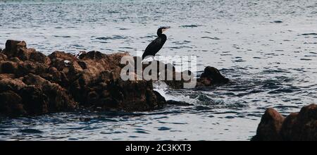 Riesiger schwarzer Wasservogel auf den Felsen am Ufer Das Meer Stockfoto