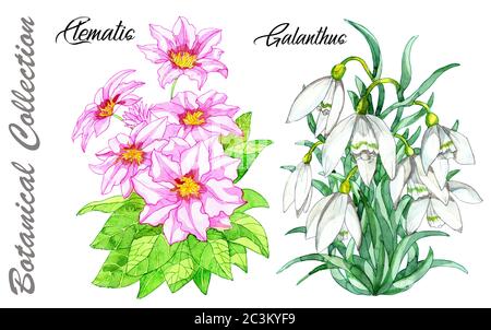 Design-Set von Clematis und Galanthus Blumen isoliert auf weiß. Aquarell handgezeichnete botanische Illustration mit floralen Elementen. Meine vollständige Sammlung anzeigen Stockfoto