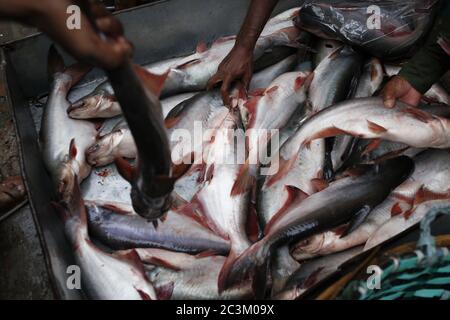 Dhaka, Bangladesch. Juni 2020. Arbeiter bereiten Fisch für den Morgenhandel auf einem Hauptfischmarkt in der Hauptstadt vor. Kredit: MD Mehedi Hasan/ZUMA Wire/Alamy Live Nachrichten Stockfoto