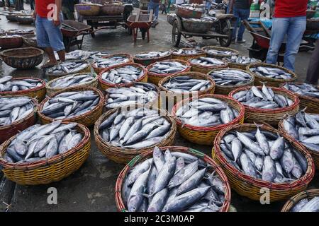 Ein frisch gefangener Fisch auf einem lokalen Markt in Aceh, Indonesien Stockfoto