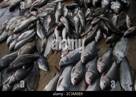 Dhaka, Bangladesch. Juni 2020. Fische stapeln sich für den Morgenhandel auf dem Hauptfischmarkt in der Hauptstadt. Kredit: MD Mehedi Hasan/ZUMA Wire/Alamy Live Nachrichten Stockfoto