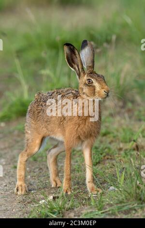 Braunhase Lepus europaeus in einer Alarmposition auf Norfolk Ackerland, Großbritannien Stockfoto
