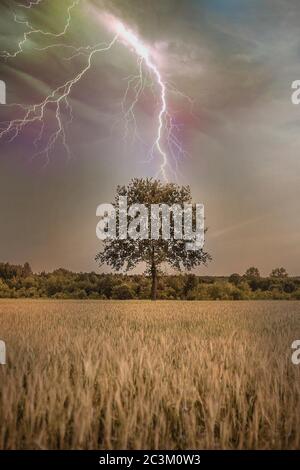 Vertikale Aufnahme eines einzelnen Baumes im Weizenfeld Unter einem dunklen stürmischen Himmel mit Blitz Stockfoto
