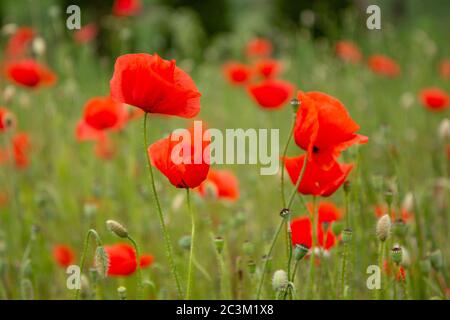 Rote Mohnblumen auf einer Wiese. (Die Blüten des Mohnes – auch Feld- oder Maismohn genannt – Papaver rhoeas.) Gedreht 2016 in der Slowakei. Stockfoto