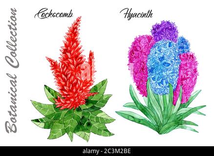 Design Set aus Cockcomb und Hyazinthe Blumen isoliert auf weiß. Aquarell handgezeichnete botanische Illustration mit floralen Elementen. Siehe meine vollständige Sammlung Stockfoto