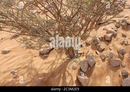 Regenschirm Thorn Acacia (Acacia tortilis) Baum wächst in trockenen arabischen Wüste Sanddünen. Die einheimische Pflanze wird von Kamelen, Ziegen und Wildtieren durchzogen. Stockfoto
