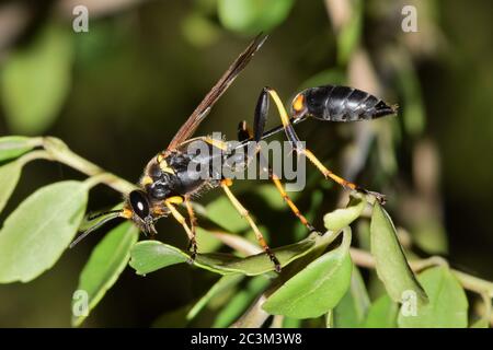 Schwarze und gelbe Murmwespe (Sceliphron caementarium) im Laub, Seitenansicht Makrobild. Parasitoidwespe, die Nester aus Schlamm baut. Stockfoto