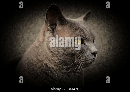 Britische Kurzhaarkatze Rasse Chartreux Blick in die Ferne Makro schwarz Stockfoto