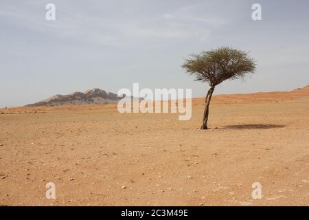 Regenschirm Thorn Acacia (Acacia tortilis) Baum wächst in trockenen arabischen Wüste Sanddünen. Die einheimische Pflanze wird von Kamelen, Ziegen und Wildtieren durchzogen. Stockfoto