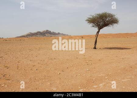 Regenschirm Thorn Acacia (Acacia tortilis) Baum wächst in trockenen arabischen Wüste Sanddünen. Die einheimische Pflanze wird von Kamelen, Ziegen und Wildtieren durchzogen. Stockfoto