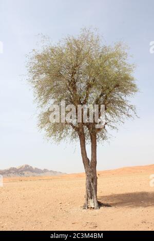 Regenschirm Thorn Acacia (Acacia tortilis) Baum wächst in trockenen arabischen Wüste Sanddünen. Die einheimische Pflanze wird von Kamelen, Ziegen und Wildtieren durchzogen. Stockfoto
