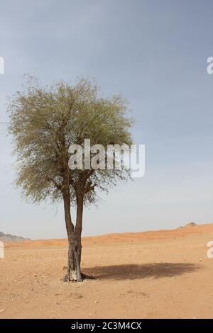 Regenschirm Thorn Acacia (Acacia tortilis) Baum wächst in trockenen arabischen Wüste Sanddünen. Die einheimische Pflanze wird von Kamelen, Ziegen und Wildtieren durchzogen. Stockfoto