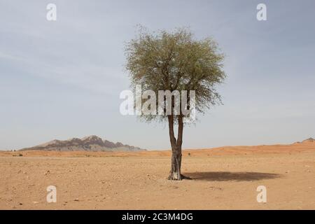 Regenschirm Thorn Acacia (Acacia tortilis) Baum wächst in trockenen arabischen Wüste Sanddünen. Die einheimische Pflanze wird von Kamelen, Ziegen und Wildtieren durchzogen. Stockfoto