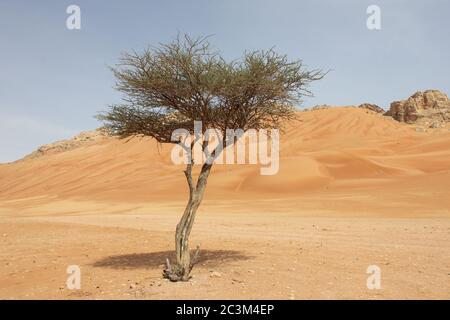 Regenschirm Thorn Acacia (Acacia tortilis) Baum wächst in trockenen arabischen Wüste Sanddünen. Die einheimische Pflanze wird von Kamelen, Ziegen und Wildtieren durchzogen. Stockfoto