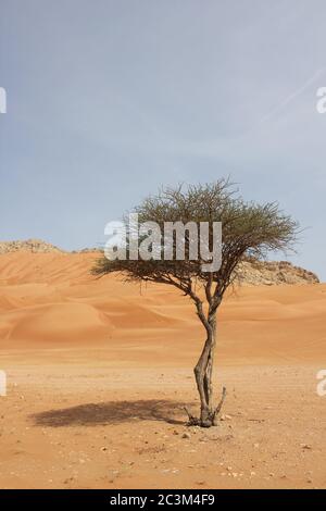 Regenschirm Thorn Acacia (Acacia tortilis) Baum wächst in trockenen arabischen Wüste Sanddünen. Die einheimische Pflanze wird von Kamelen, Ziegen und Wildtieren durchzogen. Stockfoto