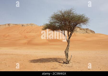 Regenschirm Thorn Acacia (Acacia tortilis) Baum wächst in trockenen arabischen Wüste Sanddünen. Die einheimische Pflanze wird von Kamelen, Ziegen und Wildtieren durchzogen. Stockfoto