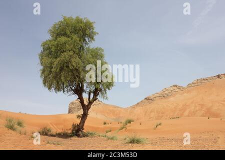 Trockenheit resistent und immergrün 'Ghaf' Baum (Prosopis cineraria), steht sentinel in trockenen Wüste Sanddünen im Nahen Osten. Stockfoto