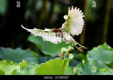 Fuzhou, Chinas Provinz Fujian. Juni 2020. Ein Reiher fliegt über einen Teich im Chating Park in Fuzhou, der Hauptstadt der südöstlichen Provinz Fujian, 21. Juni 2020. Quelle: Wei Peiquan/Xinhua/Alamy Live News Stockfoto