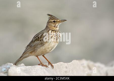 Haubenlark - Galerida cristata, Barschvogel aus europäischen Wiesen und Wiesen, Insel Pag, Kroatien. Stockfoto