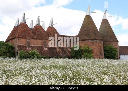 daisy Wiese im Schlossgarten Sissinghurst Stockfoto