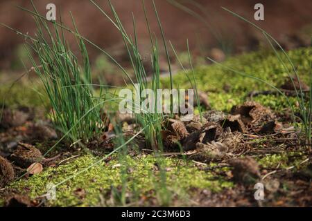 Gras wächst aus dem Moos und ist von Eicheln umgeben Stockfoto