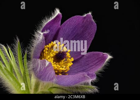 Lila Kuhglocke - Pulsatilla - auf schwarzem Hintergrund - kräftige Farben - stimmungsvoll Stockfoto