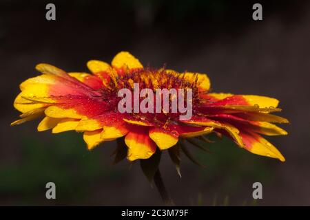 Die schöne gaillardia wächst auf einer grünen Wiese. Natur leben. Sommermorgen. Stockfoto