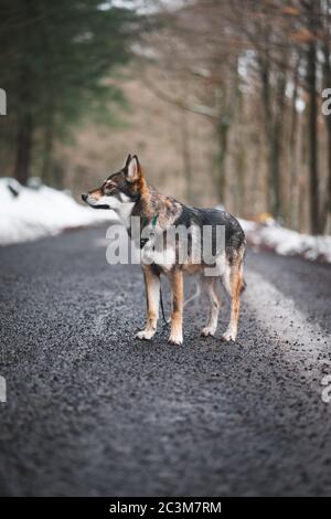 DIGOIN, FRANKREICH - 06. Mai 2020: Porträt eines jungen Wolfshundes mitten auf der Straße Stockfoto