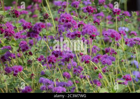 Ageratum blüht im Herbst im Park Stockfoto