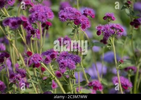 Ageratum blüht im Herbst im Park Stockfoto