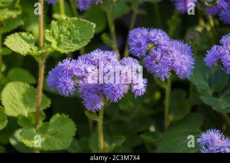 Ageratum blüht im Herbst im Park Stockfoto