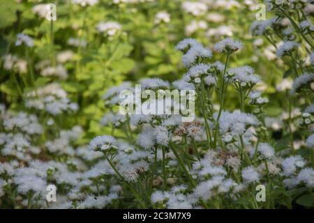 Ageratum blüht im Herbst im Park Stockfoto