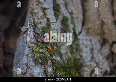 Gruppe von Feuerwanzen auf dem Baum. Stockfoto