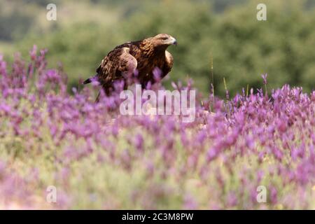 Goldener Adler zwischen lila Blüten mit dem ersten Licht des Tages Stockfoto