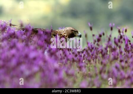 Goldener Adler zwischen lila Blüten mit dem ersten Licht des Tages Stockfoto