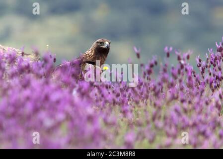 Goldener Adler zwischen lila Blüten mit dem ersten Licht des Tages Stockfoto