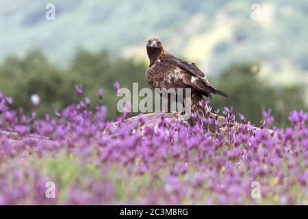 Goldener Adler zwischen lila Blüten mit dem ersten Licht des Tages Stockfoto