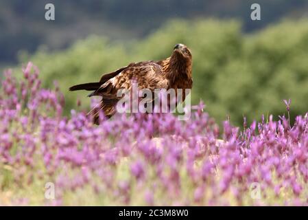 Goldener Adler zwischen lila Blüten mit dem ersten Licht des Tages Stockfoto