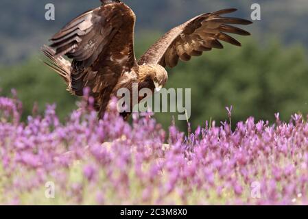 Goldener Adler zwischen lila Blüten mit dem ersten Licht des Tages Stockfoto