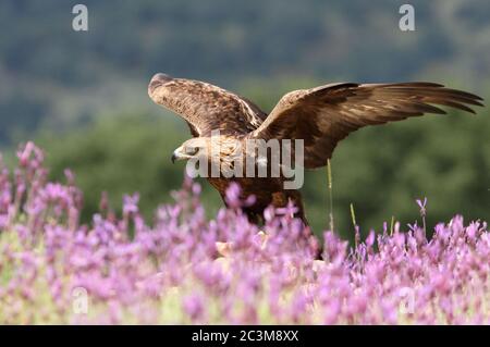 Goldener Adler zwischen lila Blüten mit dem ersten Licht des Tages Stockfoto