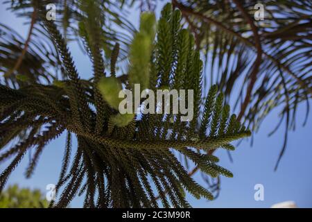 Norfolk Island Pinien. Araucaria heterophylla ist Mitglied der alten und jetzt ungemeinschaftlich verteilten Familie Araucariaceae. Stockfoto