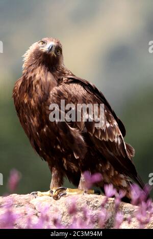 Goldener Adler zwischen lila Blüten mit dem ersten Licht des Tages Stockfoto