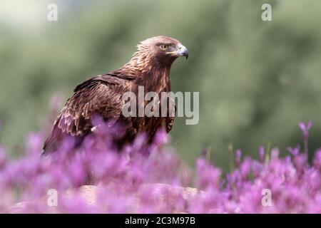 Goldener Adler zwischen lila Blüten mit dem ersten Licht des Tages Stockfoto