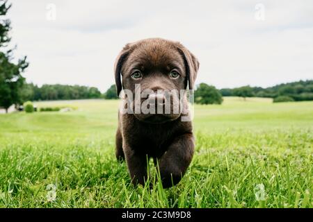 Chocolate Labrador Welpen Stockfoto